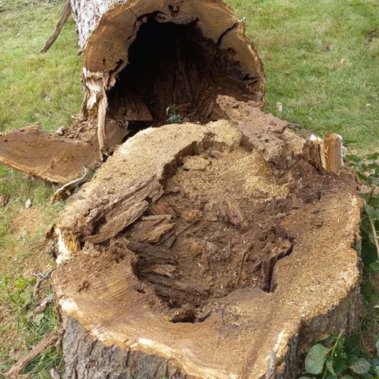stump grinding on residential property in Albany