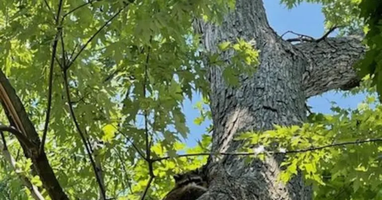 Professional arborist inspecting a mature maple tree in Albany during fall season