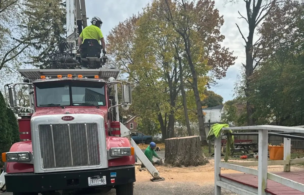 How to Find the Best Tree Service Company in the New York Capital Region