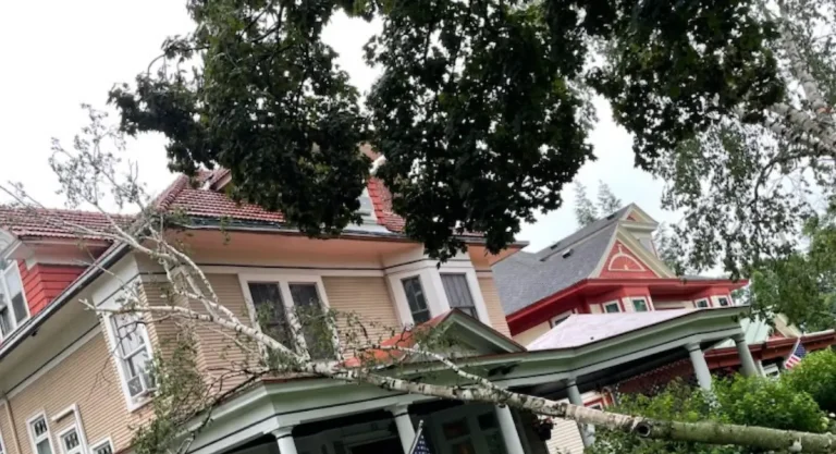 ISA Certified Arborist performing a tree risk assessment in Albany, NY