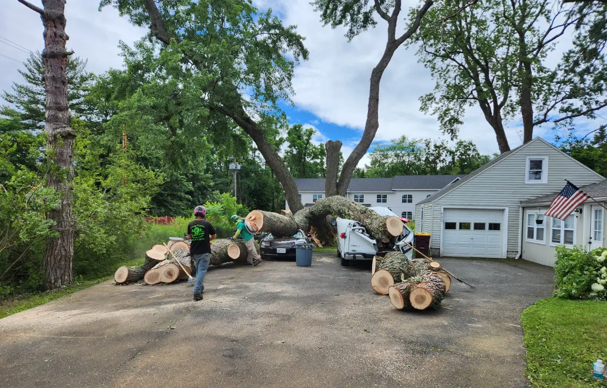 24/7 Emergency Tree Service in Albany, NY and the New York Capital Region