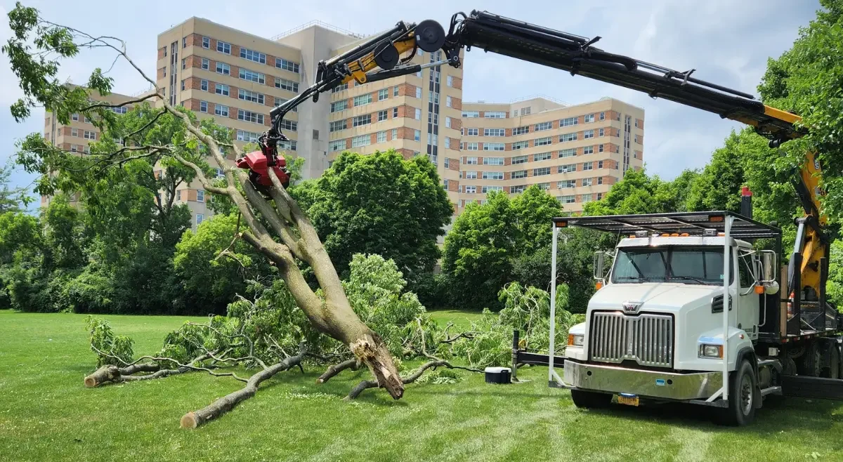 Tree Service in Albany, NY — Expert Tree Care