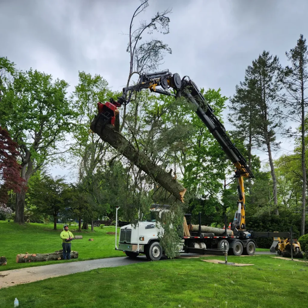 Old Coach Road: Stump grinding and site prep for six large invasive Ash stumps to make way for a new privacy hedge.