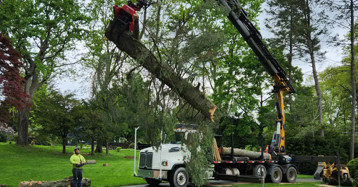Certified Tree Removal Service in Albany and the New York Capital Region – Safe, Reliable, Local Experts