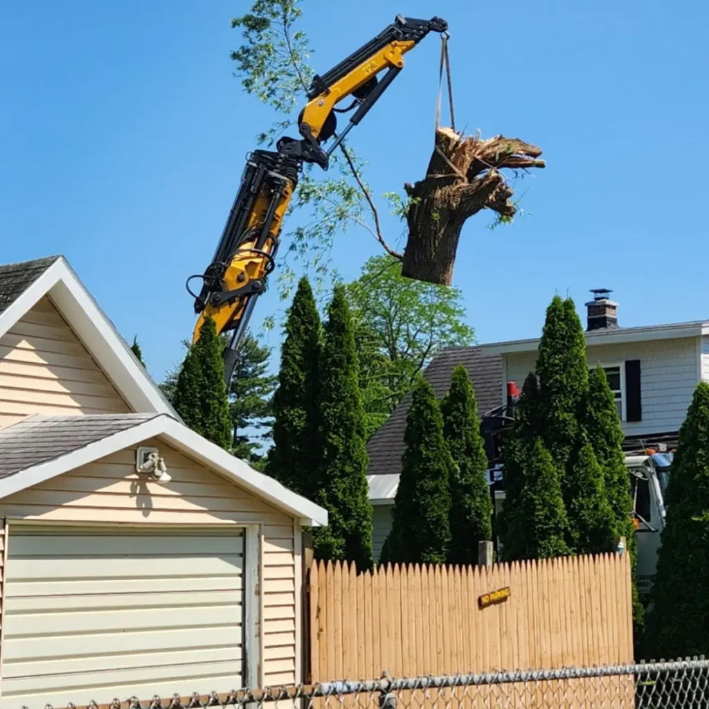 Tree Service Hampton Manor: Emergency stabilization of a multi-trunked Willow that had split during a heavy rain event due to saturated clay soils.