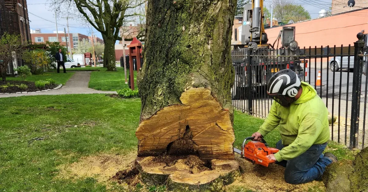 Tree removal expert cutting down a large tree in Schenectady, NY with safety gear and professional equipment