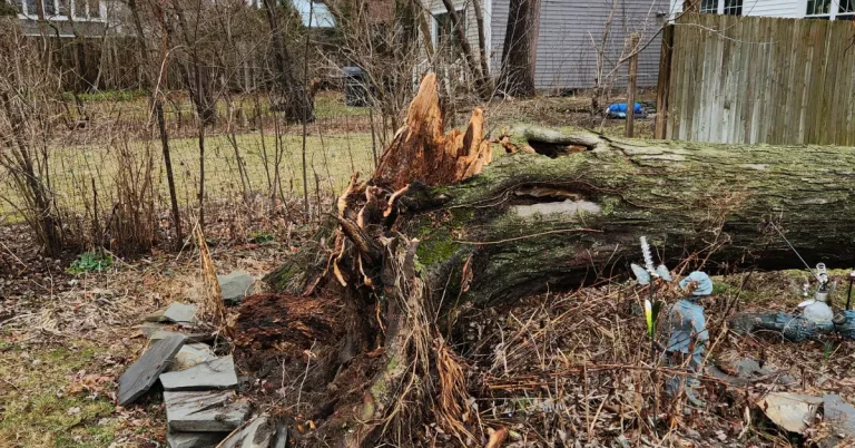 Fallen tree on a residential property in Albany, NY