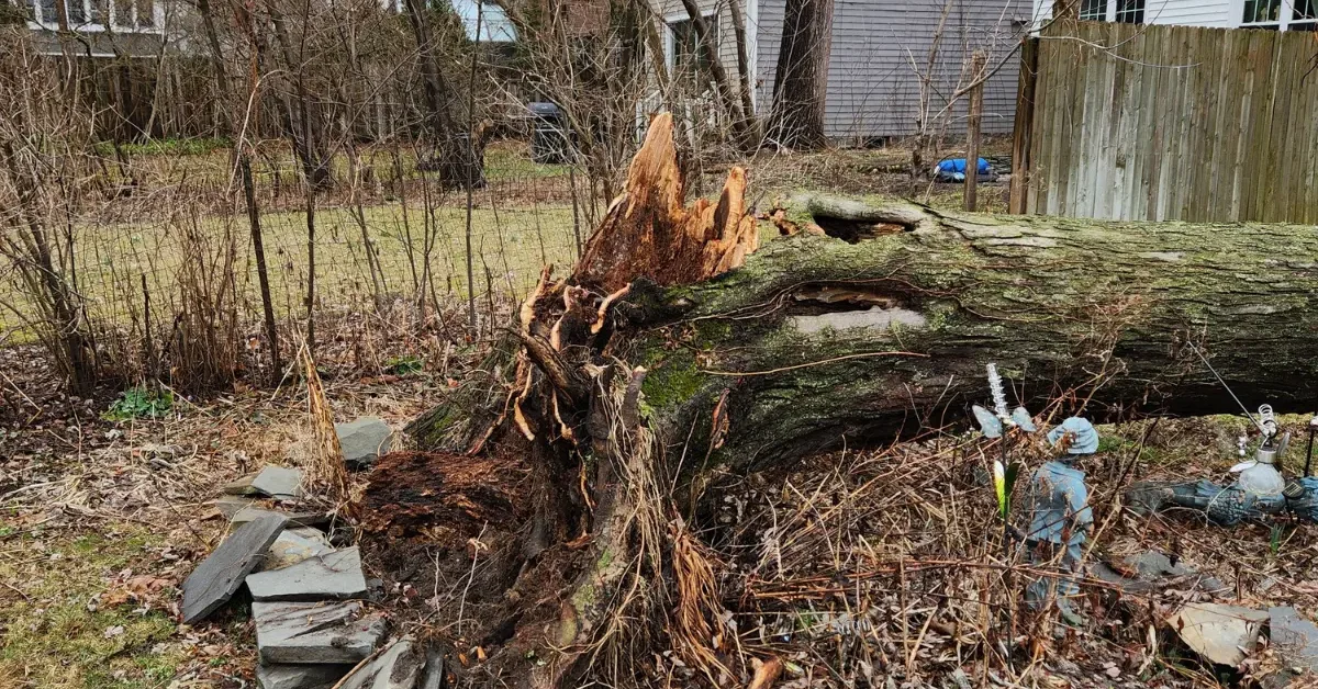 Fallen tree on a residential property in Albany, NY