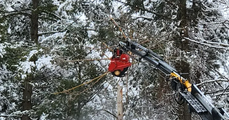 Tree crew removing a storm-damaged maple in North Greenbush, NY
