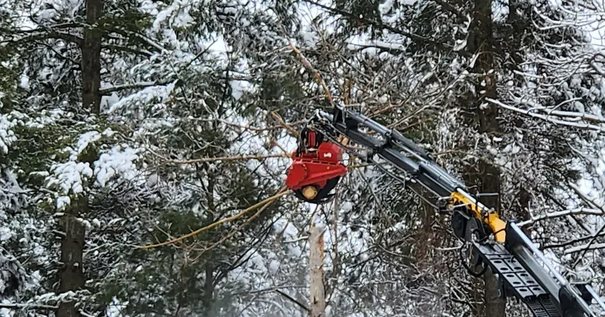Tree crew removing a storm-damaged maple in North Greenbush, NY