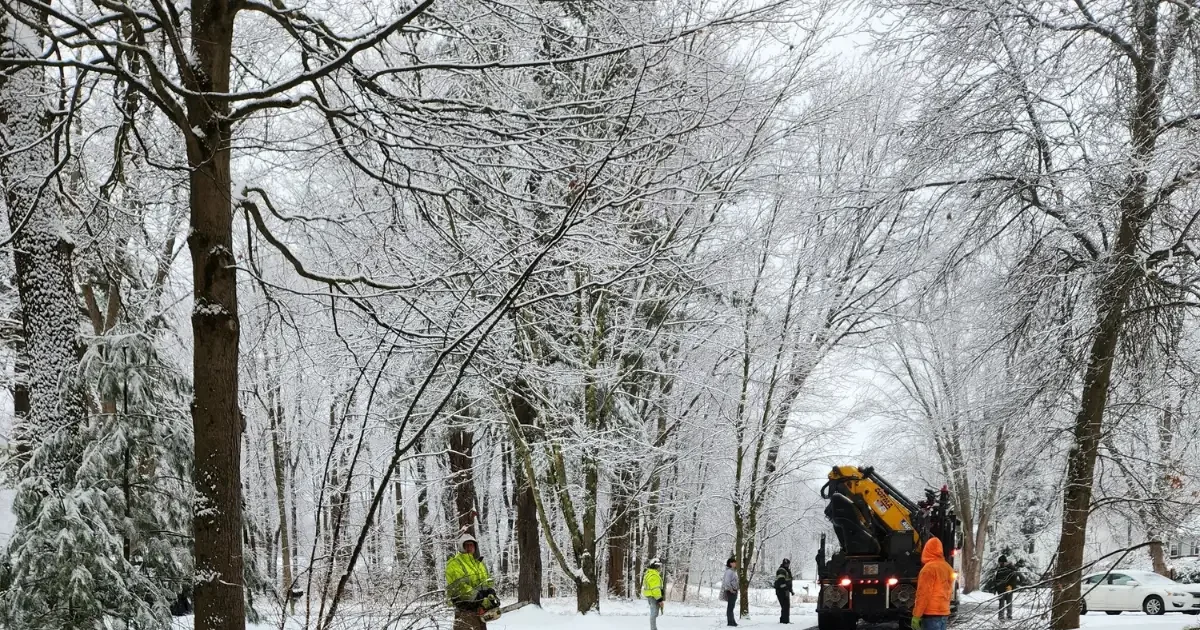 Arborist mulching and preparing a tree base for winter protection in Albany, NY.