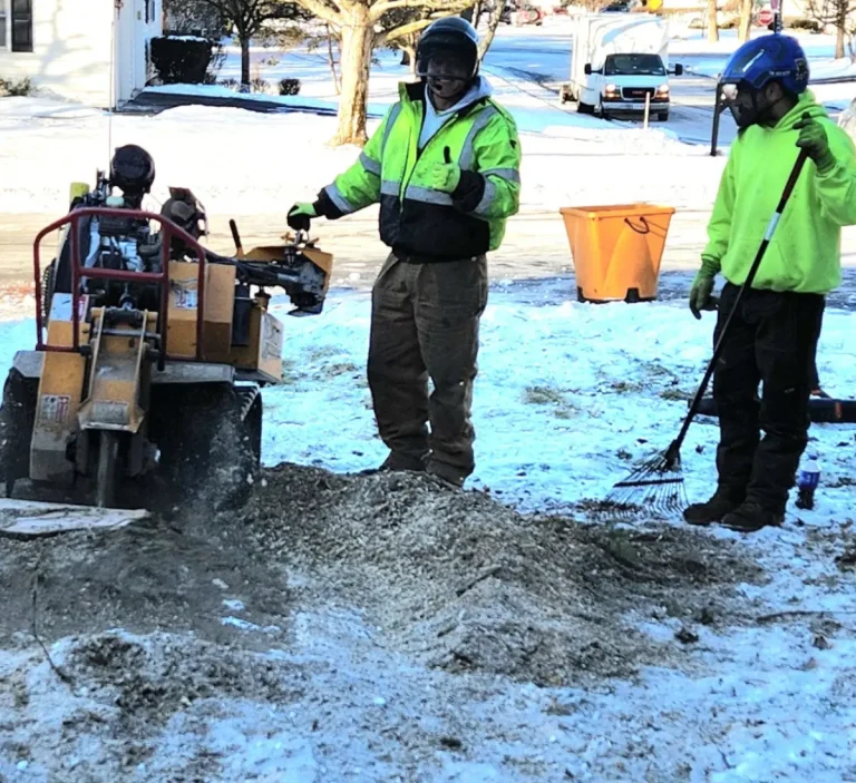 Arborist mulching and preparing a tree base for winter protection in Albany, NY.
