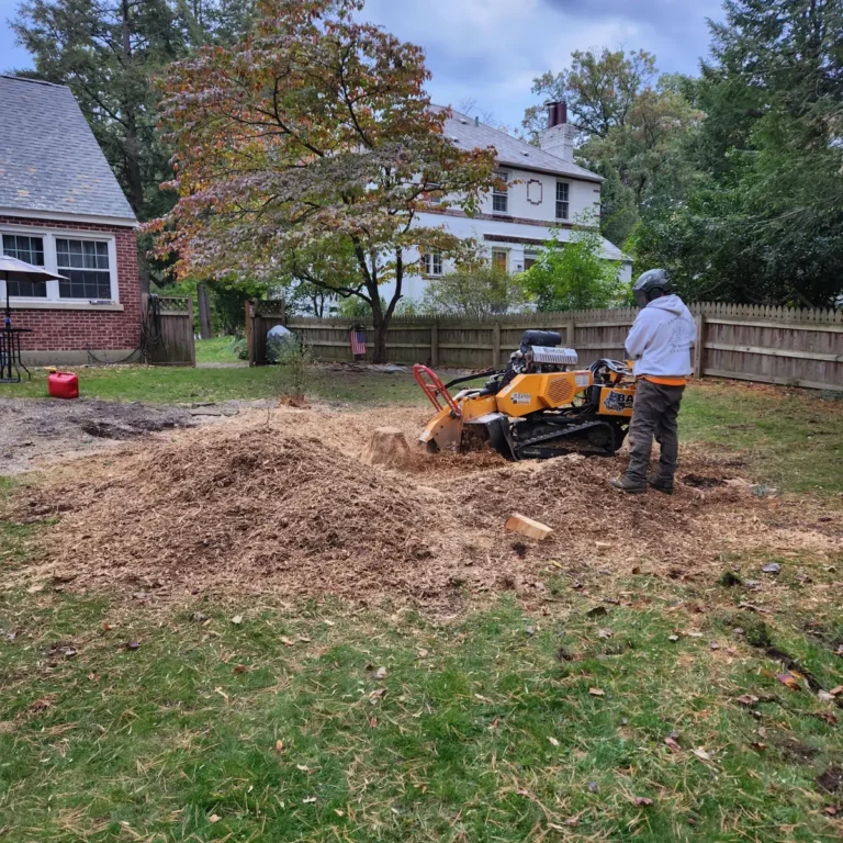 Emergency Tree Removal in Schenectady, NY