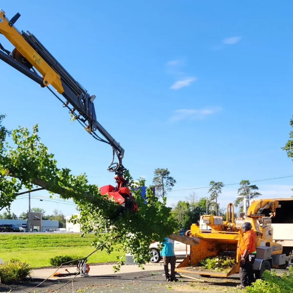 Route 2 Corridor Latham: Technical removal of three dead Ash trees leaning toward a commercial parking lot.