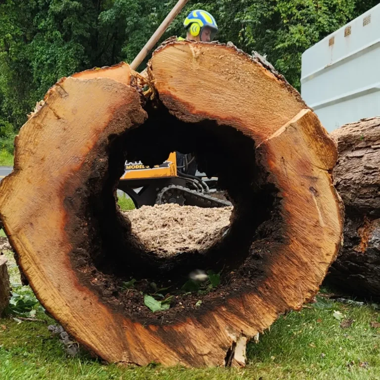 Professional Tree and Stump Removal Service s - Clear Choice New York