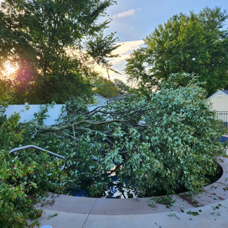Home Residential Emergency Tree Removal Services - Tree Removal Tree and Stump Removal Service Clear Choice New York
