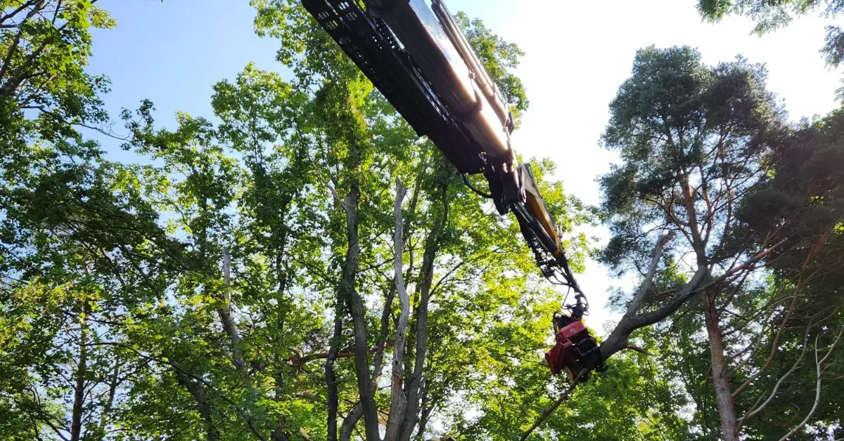 Arborist pruning HOA community trees in Albany, NY for safety and curb appeal.