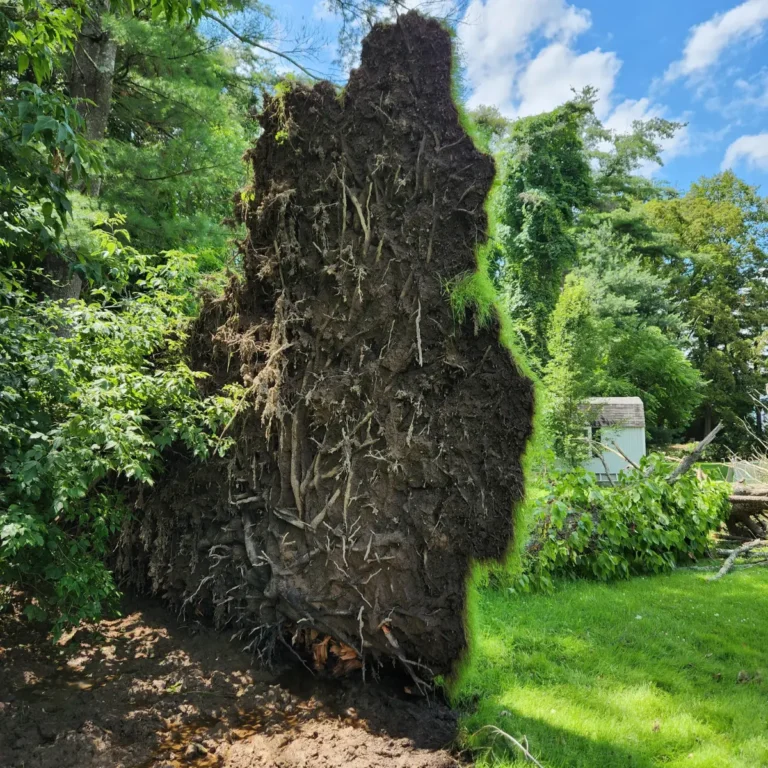 Professional Tree and Stump Removal Services - Clear Choice New York