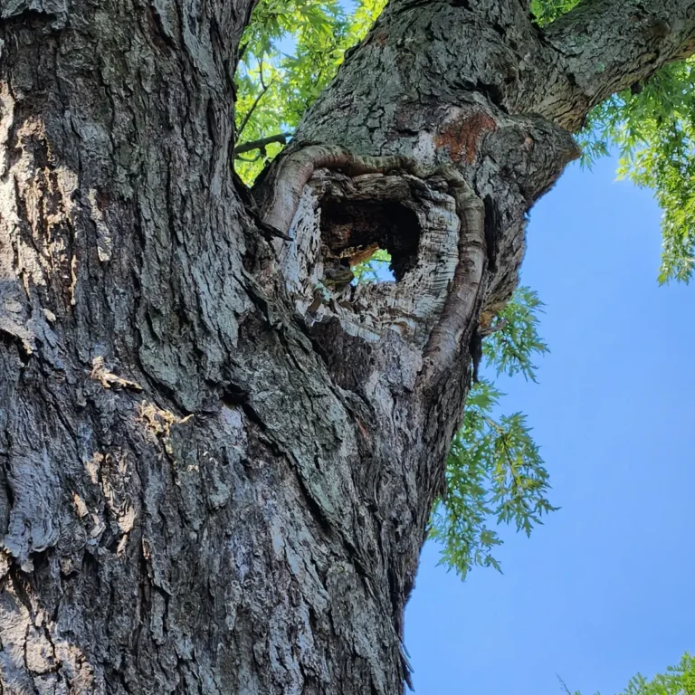 Professional Tree and Stump Removal Services - Clear Choice New York