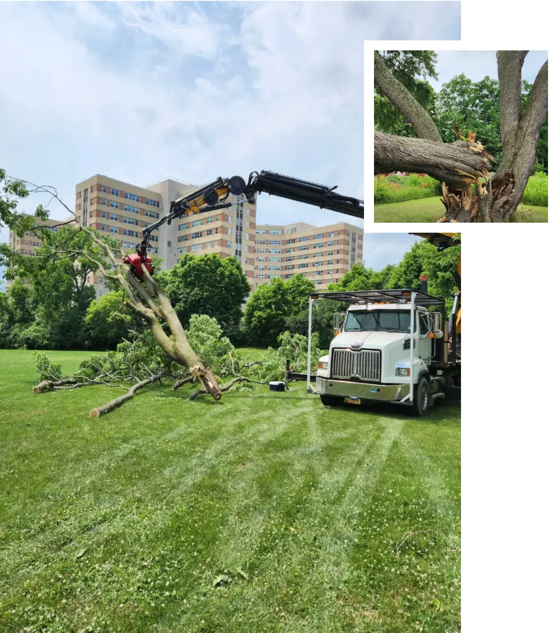 About Sidden Tree Service