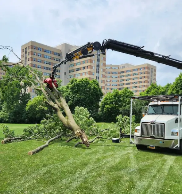 Commercial Tree Service