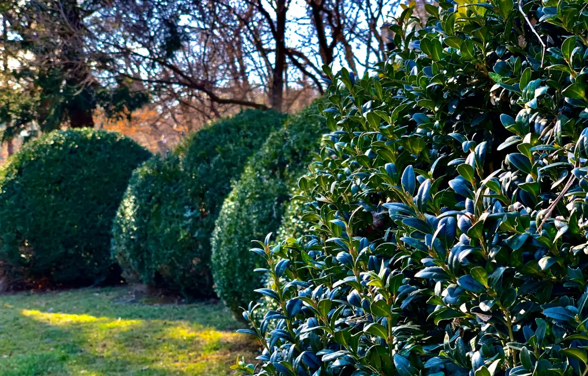 Shrub Removal & Trimming in the New York Capital Region