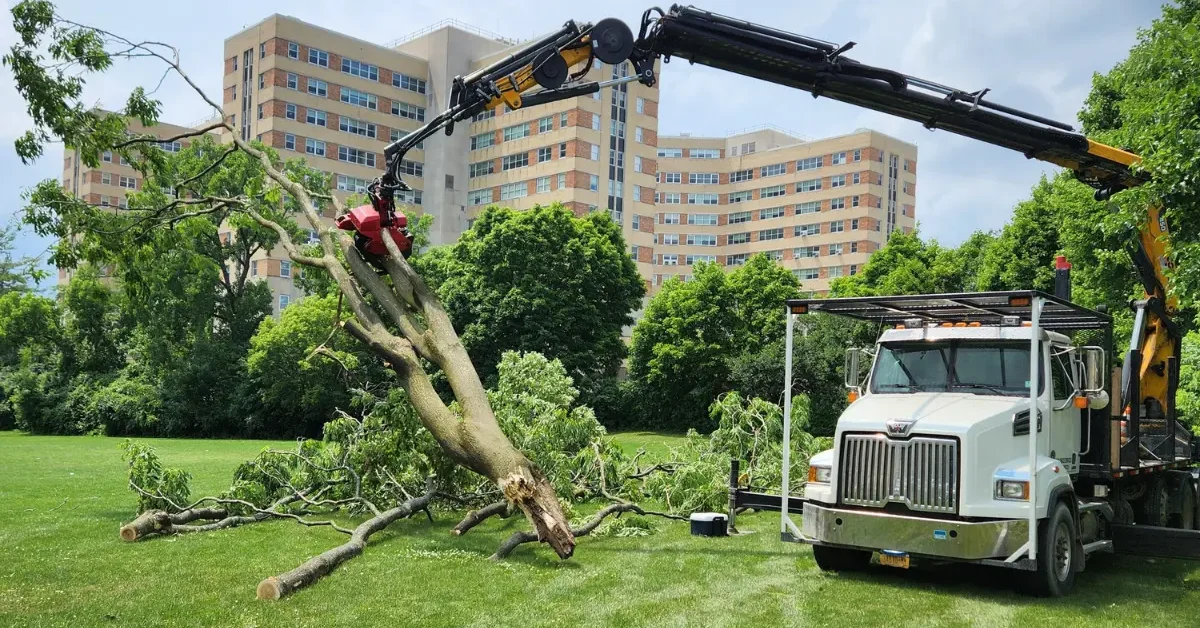 Emergency Tree Removal Near Me - Fallen tree being removed by emergency crew in Albany, NY after storm damage
