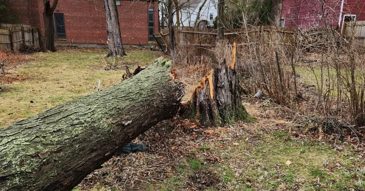 Professional tree removal service in Rensselaer, NY with crew safely cutting down a large tree
