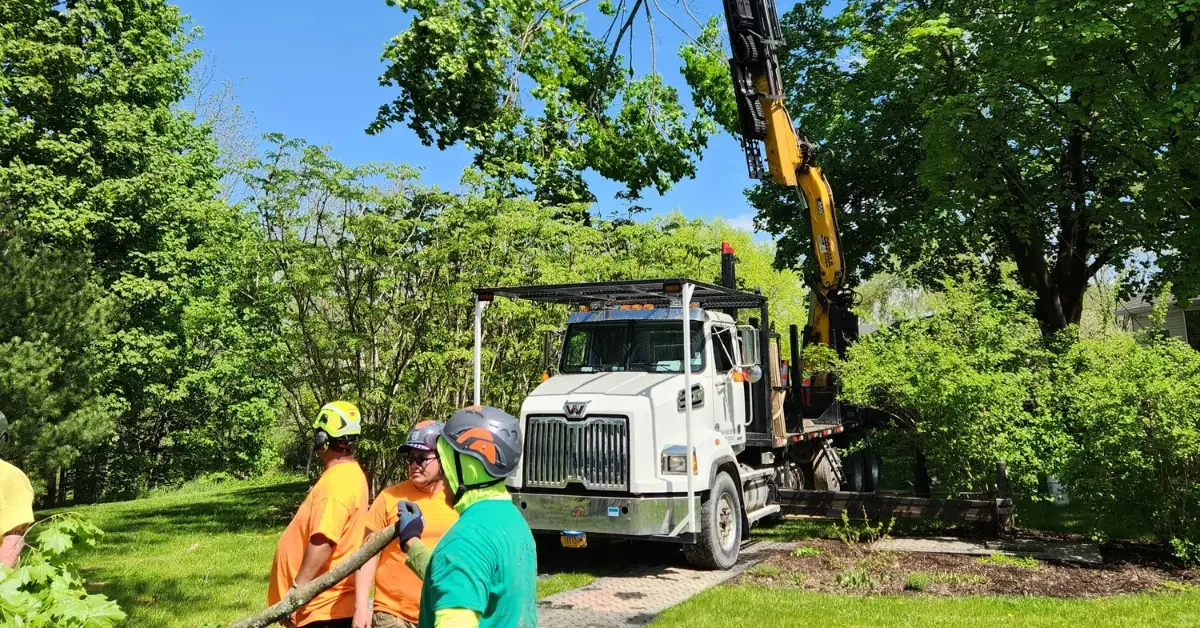 _arborist providing professional tree service in Altamont, NY including removal, trimming, and stump grinding