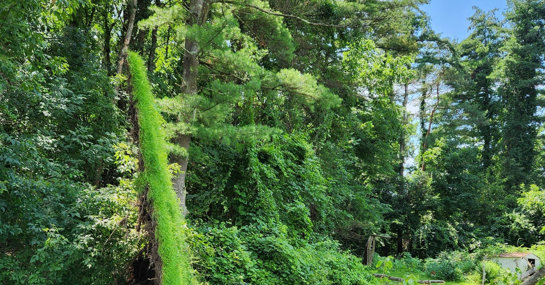 Fast-Growing Shade Trees Perfect for Albany, NY Yards