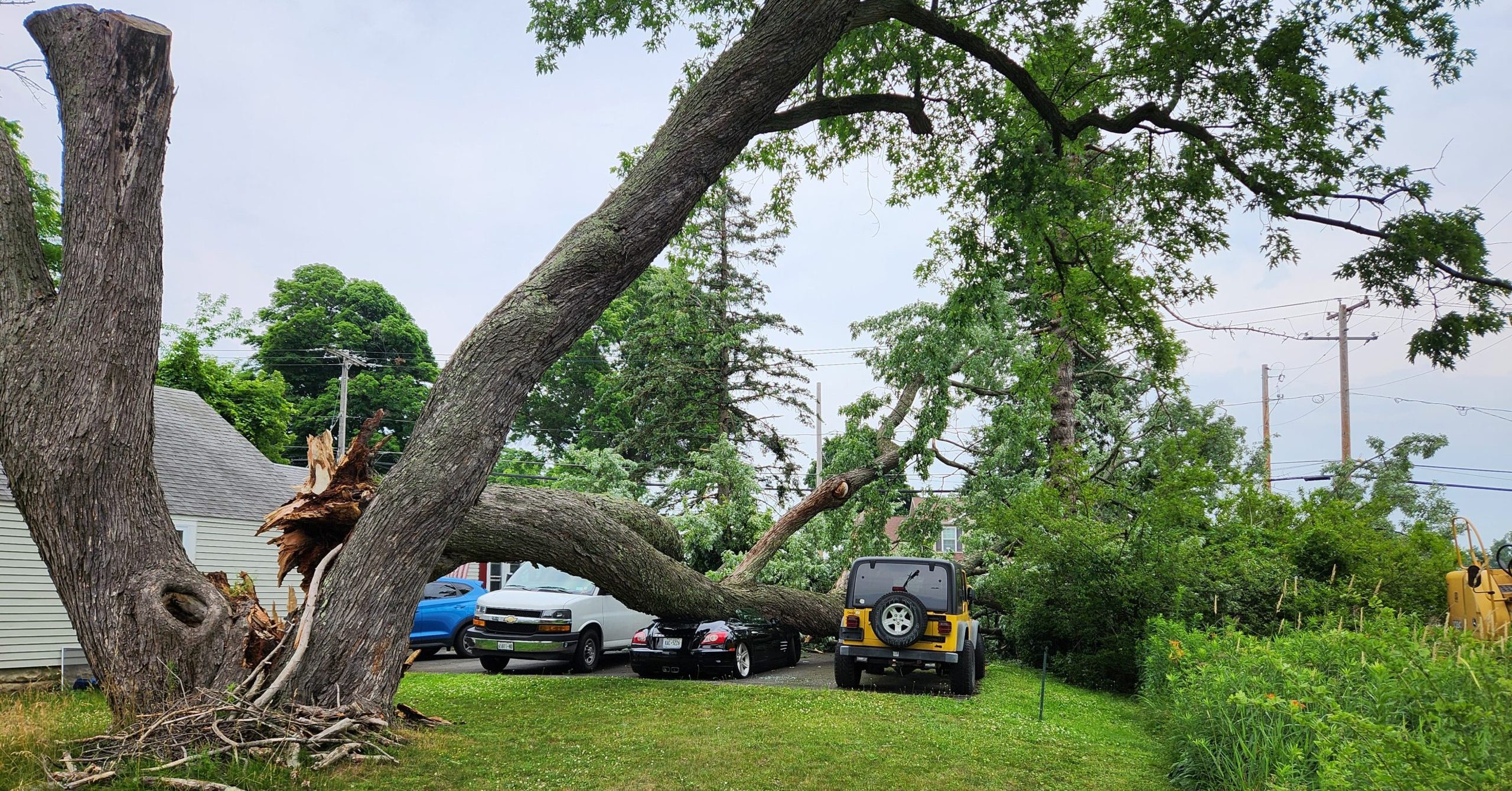 Certified arborist performing a detailed tree inspection in an Albany backyard for homeowner safety