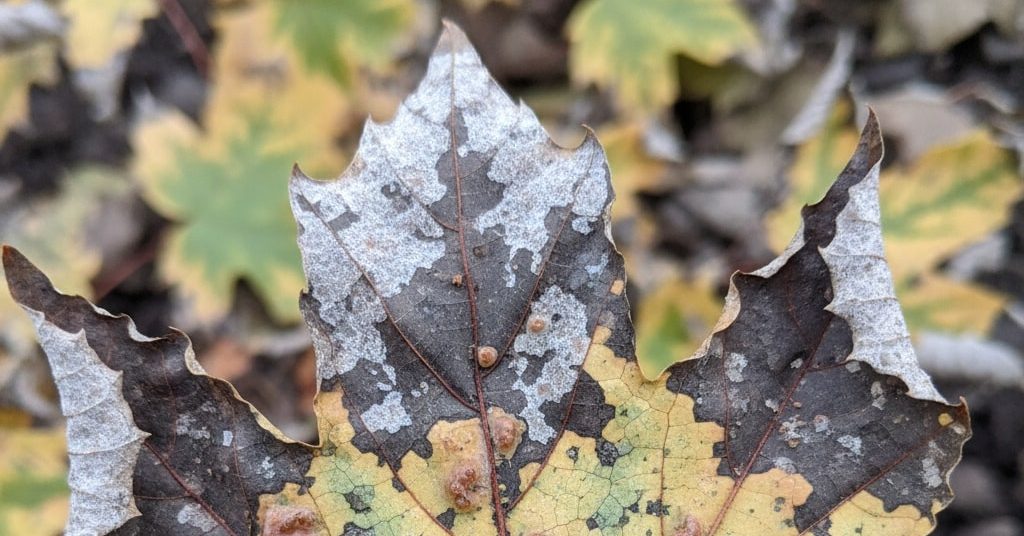 Close up Image of Diseased Tree Leaf