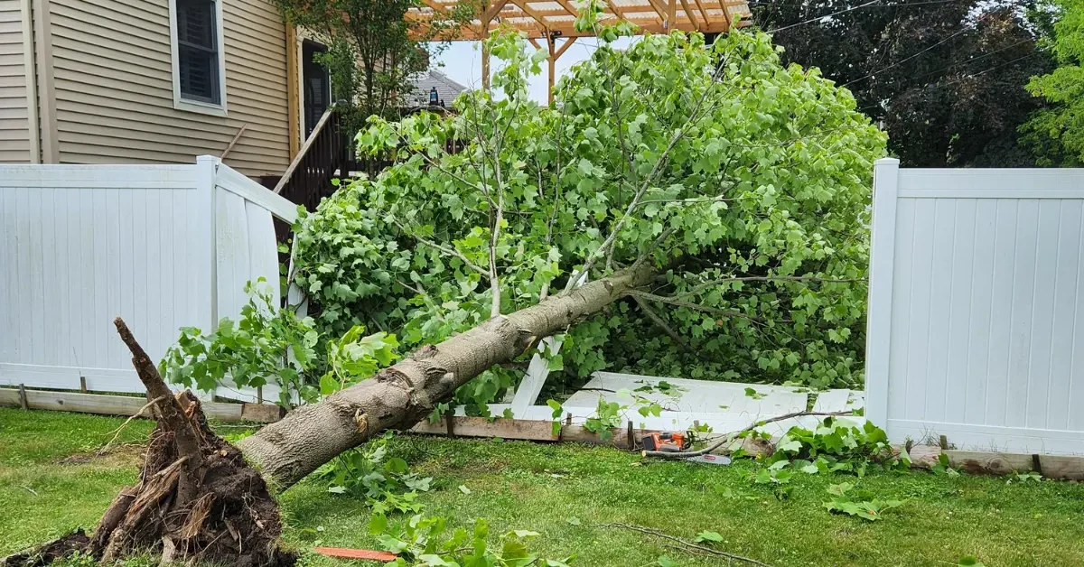 Fallen tree blocking a driveway after a storm in Schenectady County