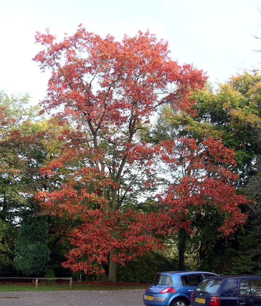 Northern Red Oaks in Guilderland, NY