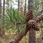 pitch pine tree in Latham NY