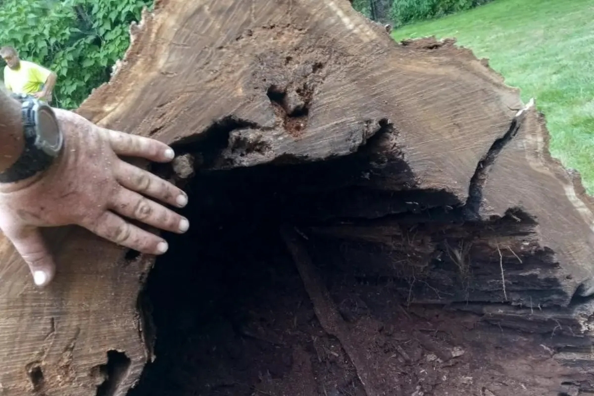 Arborist Assessment & Evaluation - Tree and Stump Removal Service Clear Choice New York