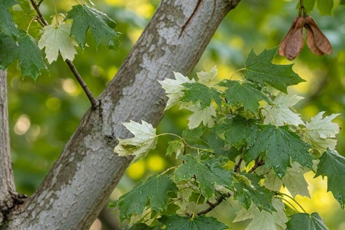 Arborist Assessment Tree Disease Inspection Tree and Stump Removal Service Clear Choice New York