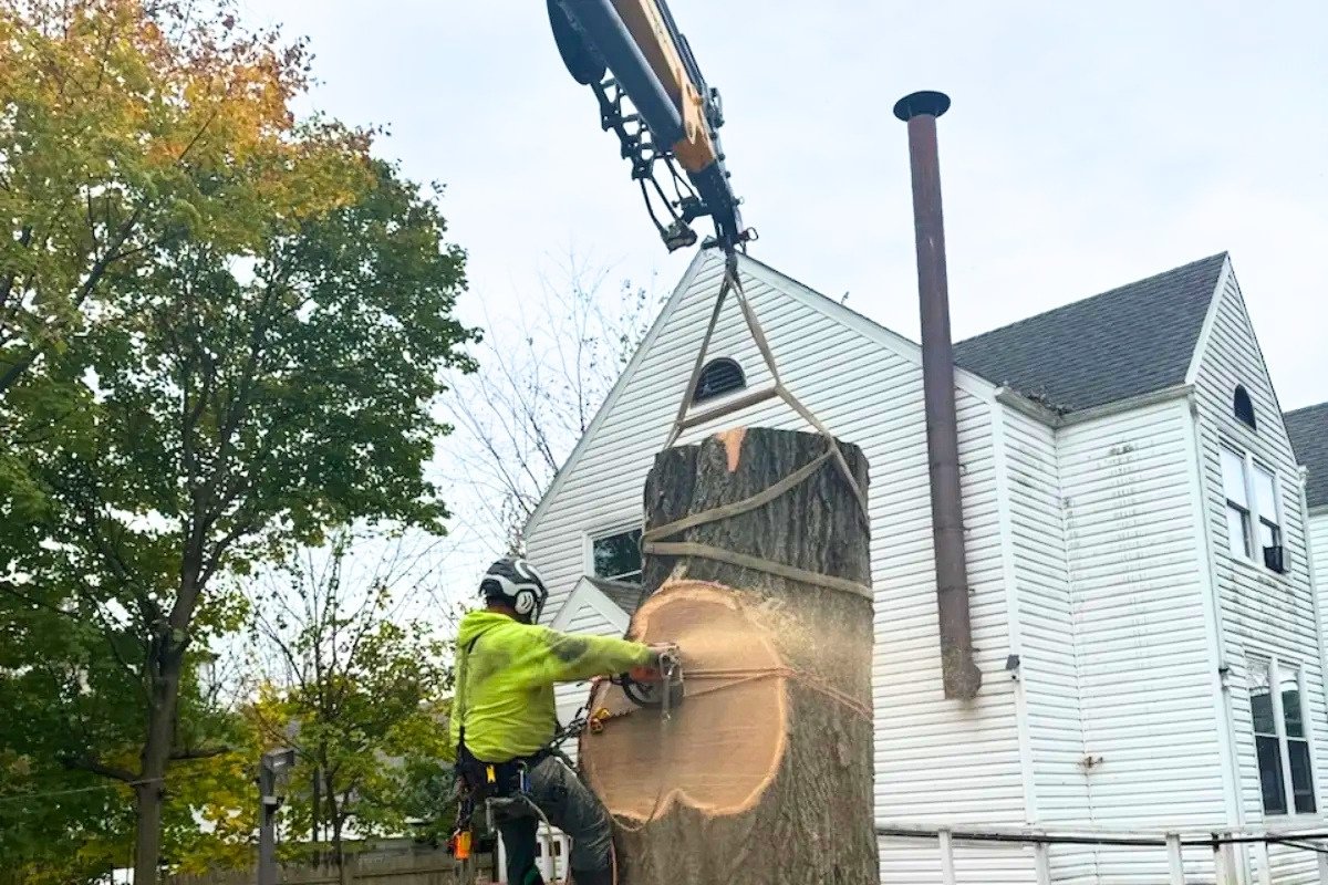 Crane Assisted Tree Removal Tree and Stump Removal Service Clear Choice New York