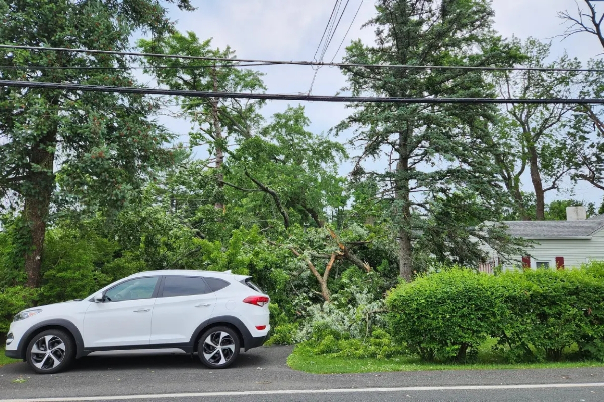 Emergency Residential Tree Services Tree and Stump Removal Service Clear Choice New York