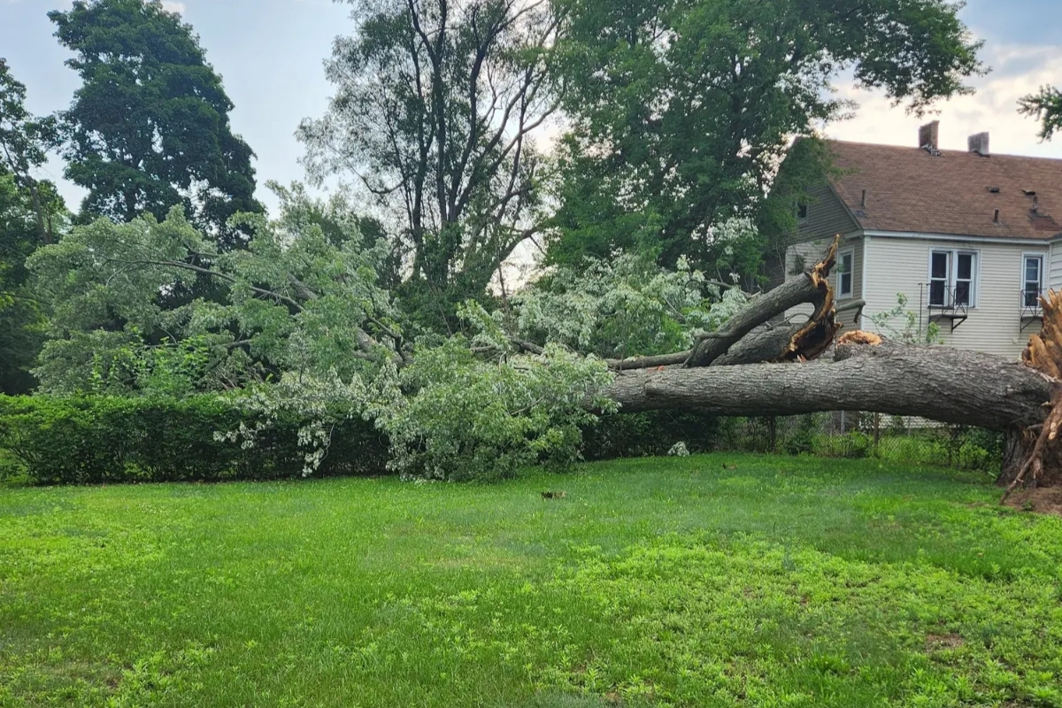 Emergency Tree Removal Wind Storm Damage Tree and Stump Removal Service Clear Choice New York
