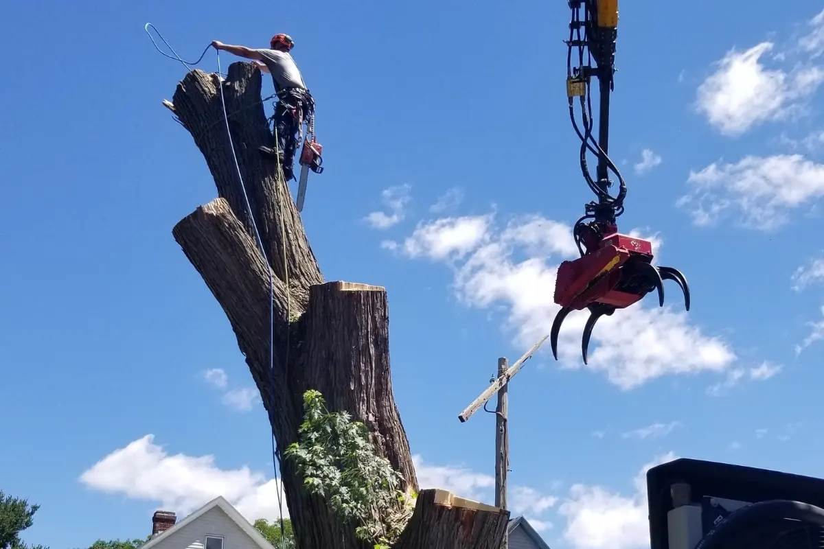 Expert Tree Removal Tree and Stump Removal Service Clear Choice New York
