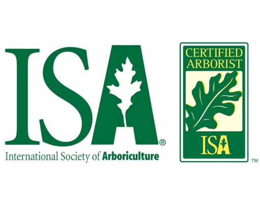 ISA Certified Arborist Tree and Stump Removal Service Clear Choice New York
