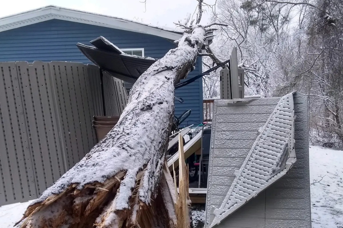 Insurance & Storm Work - Tree and Stump Removal Service Clear Choice New York