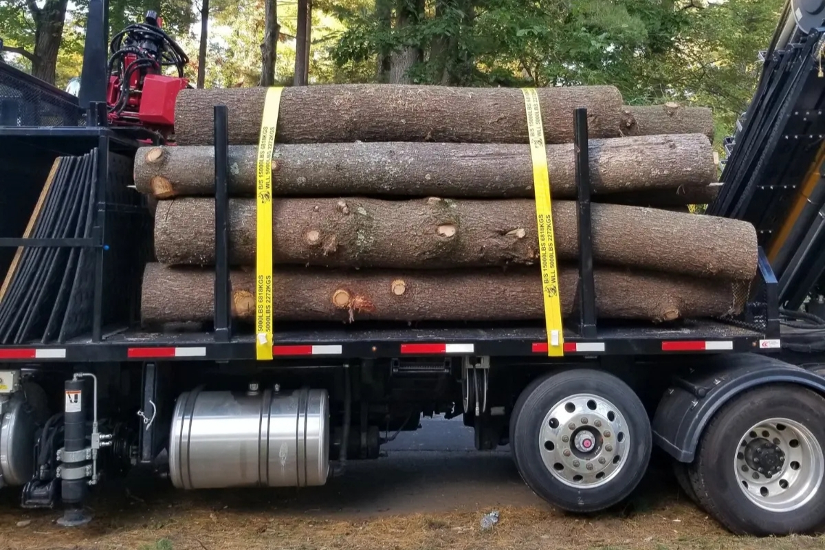 Land Lot Clearing Tree Removal Tree and Stump Removal Service Clear Choice New York
