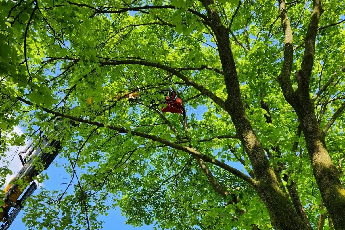 Local Tree Trimming and Pruning Tree and Stump Removal Service Clear Choice New York