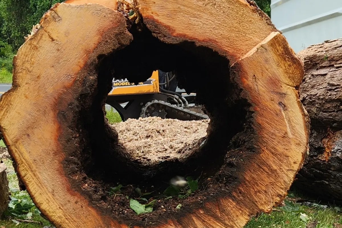 Local Tree and Stump Removal Services Clear Choice New York