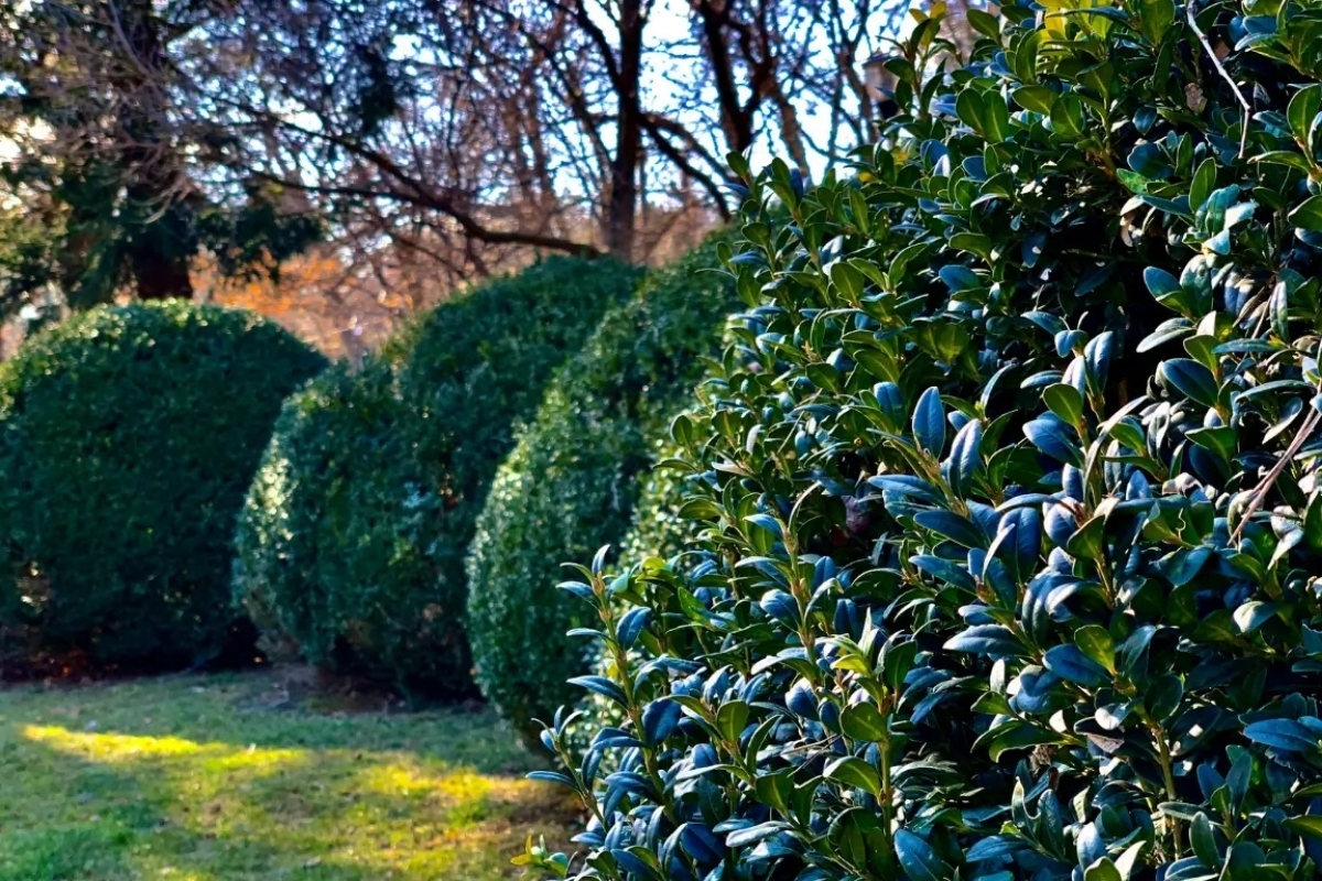 Plant Health Care - Tree and Stump Removal Service Clear Choice New York