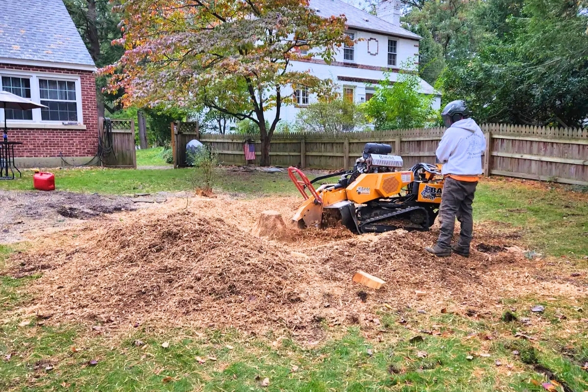 Professional Stump Grinding Tree and Stump Removal Service Clear Choice New York
