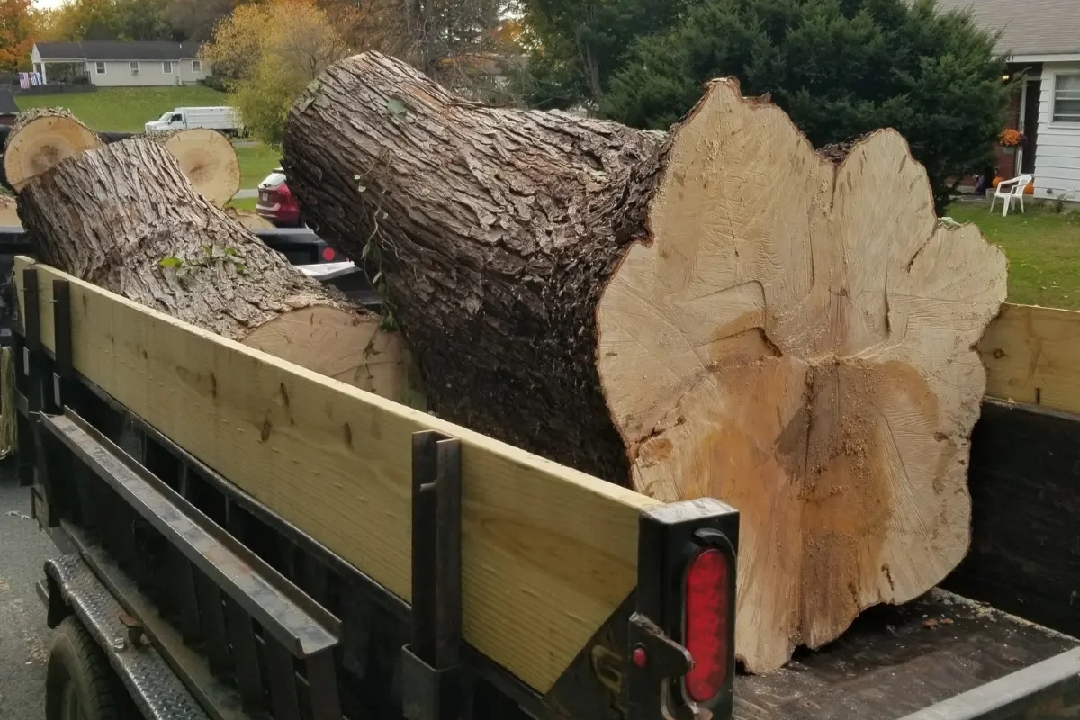Tree Removal - Tree and Stump Removal Service Clear Choice New York