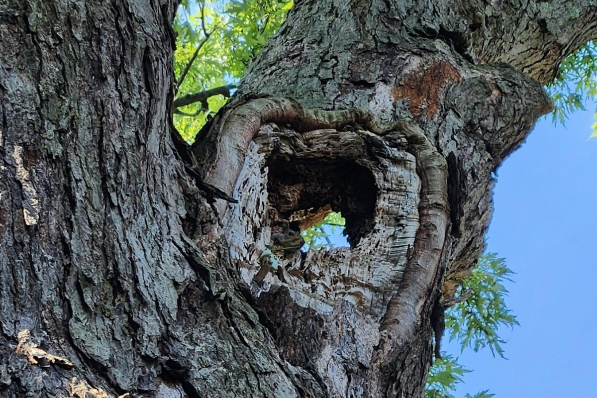 Tree Risk Assessment TRAQ - Tree and Stump Removal Service Clear Choice New York